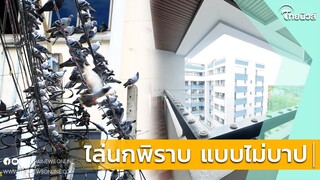 สาวแชร์เจอตัวช่วย หมดปัญหานกพิราบกวนใจ ชาวคอนโดฯลืมวิธีเก่าๆไปได้เลย| Thainews - ไทยนิวส์