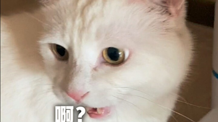 A little episode of Daxiao Mi having a meal: What's going on in the little minds of our feline frien