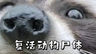 被复活的小动物，可爱的小动物被制作成标本保留了下来 。