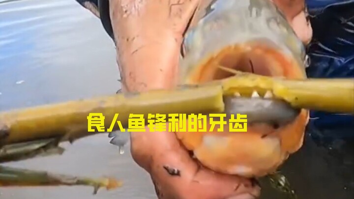 Seberapa tajam sih gigi piranha?