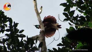 Cendrawasih Merah atau Red Bird Of Paradise