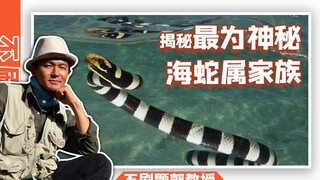 What exactly is the mysterious sea serpent family?