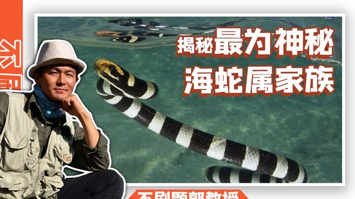 What exactly is the mysterious sea serpent family?