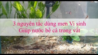 3 nguyên tắc khi dùng men vi sinh giúp nước bể cá trong vắt I Yeucay vn