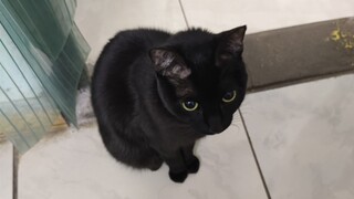 Meow Rule Xun Meow was thawed by the song summoned by Yiji