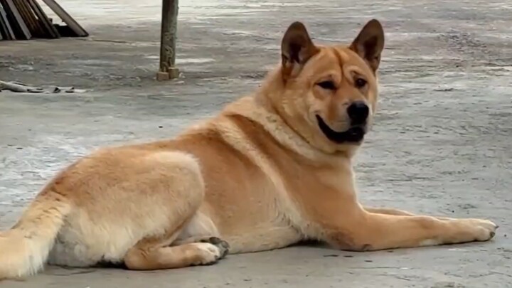 Chú chó trung thành Dahuang đã mười tám tuổi