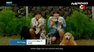 tvN Movies Asia (Philippine feed) continuity | November 1, 2023