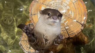 Who understands the joy of visiting the zoo during the Lunar New Year?