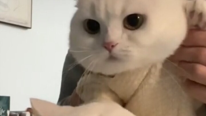 “Kucing-kucing itu benar-benar imut~”