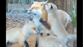 🦊Mẹ Cáo: Các con của mẹ, mẹ đã đi săn về rồi!