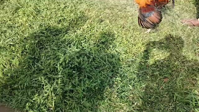 talisay vz pula cno magaling