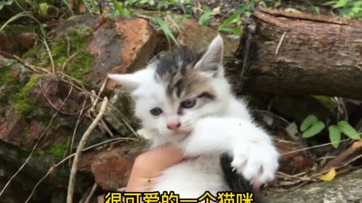 被丢弃小奶猫一个月的蜕变，幸福的烦劳！每天都在思考先吸哪一只^_^