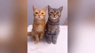Nói gì vậy 😨 mèo cute foryou NhacHayMoiNgay