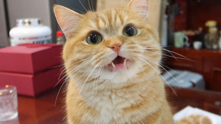 هذا الهرير الصغير وقح لدرجة لا تُحتمل! سأعاقبه كما ينبغي!