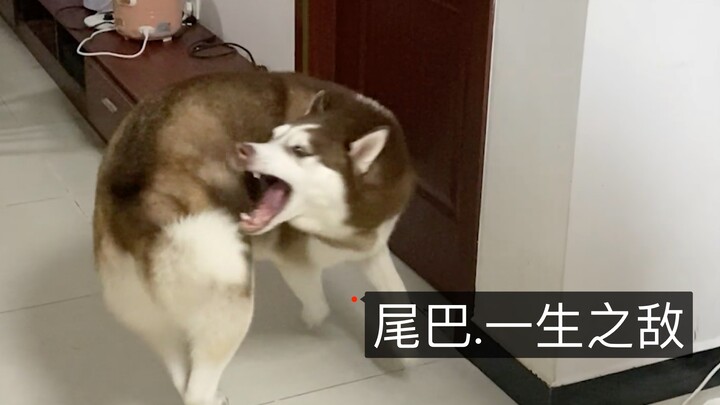 It turns out that a Husky and its tail aren’t the same species!