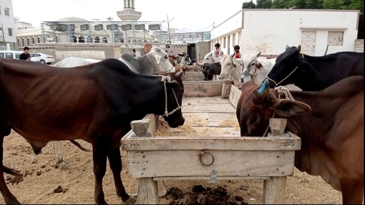 Quba Masjid May Janwar A Gay | By TheLifeTaker
