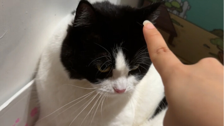 Watch Me Take on the Milk-Cow Cat!