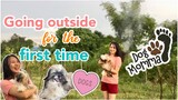SHIH TZU FIRST TIME GOING OUT | SHIH TZU PHILIPPINES
