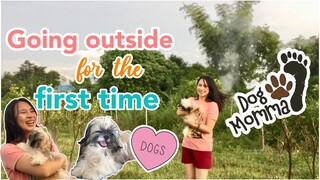 SHIH TZU FIRST TIME GOING OUT | SHIH TZU PHILIPPINES