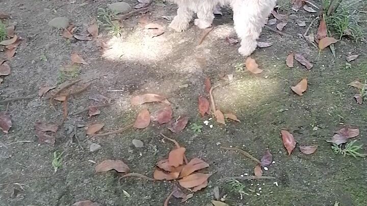 My buddy zoe