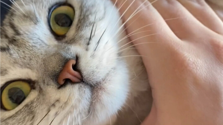 Betapa menenangkannya memiliki seekor kucing yang setiap hari membangunkanmu?