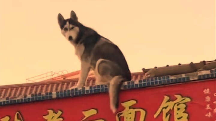 รางวัลพฤติกรรมสัตว์พลังพิเศษ ตอนที่ 5