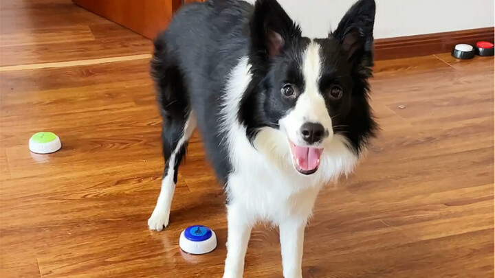 Từ khi nuôi con chó này, tôi ngày càng nói nhiều…