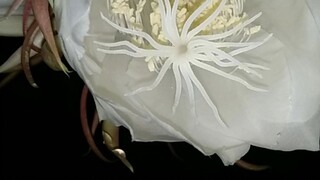 queen of the night