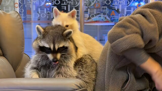 Tôi không đùa đâu, ở đâu có thể đặt làm ghế máy tính 1×1 đây #Gấu Mèo