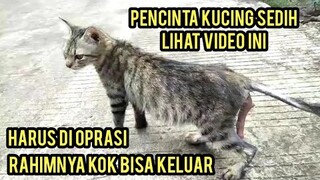 Astagfirullah Kucing Ini Di Buang Minta Tolong Untuk Di Bawa Ke Dokter Karena Sakit Rahimnya Keluar