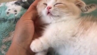 chân ngắn, mắt to tròn, munchkin cute nhất rồi