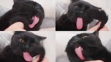 LMAO - Funny Cats Licking Tails