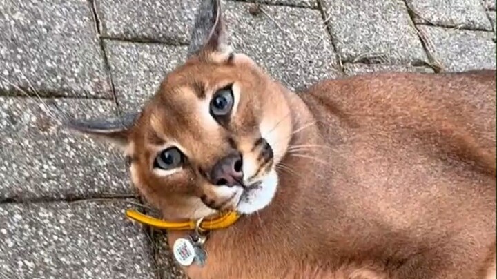 Playfully teasing Pumba in everyday life~ What a cute little kitten 😍