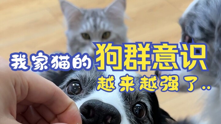 My cat’s sense of belonging to the dog pack is getting stronger and stronger…