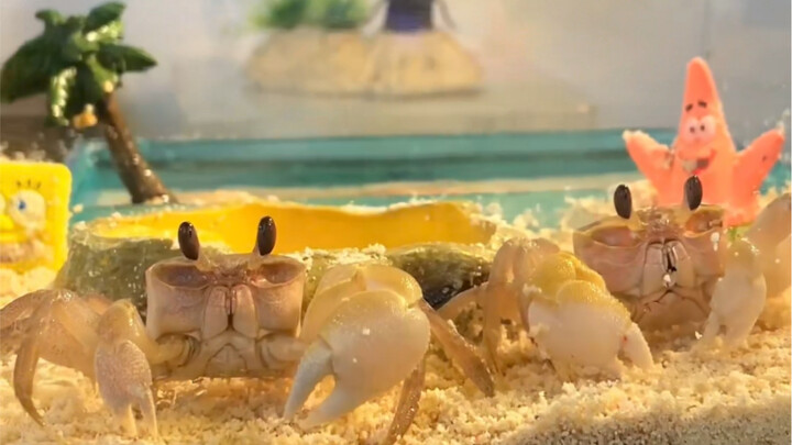 Two super-cute little sand crabs!