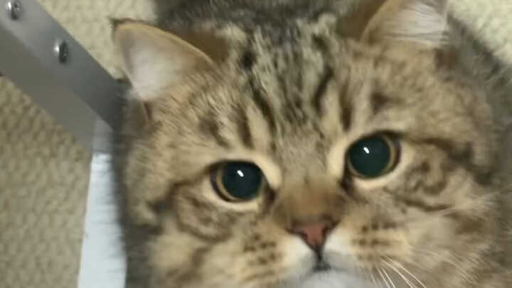After I got a cat, I suddenly understood my mom…