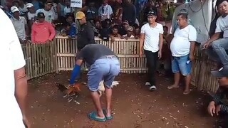 anak nang bulik ko na 3x winer