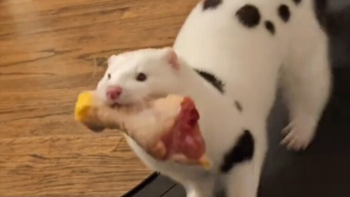 Ya ampun! Sapi cerpelai