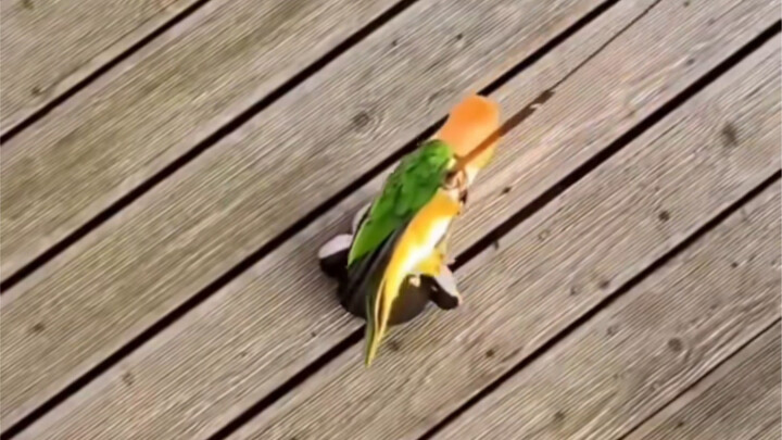 เลี้ยงนกพันวัน ใช้นกเพียงชั่วครู่