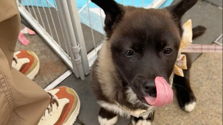 Oh my god! I stumbled upon a stray-dog adoption event on my way! Tomorrow is the last day!