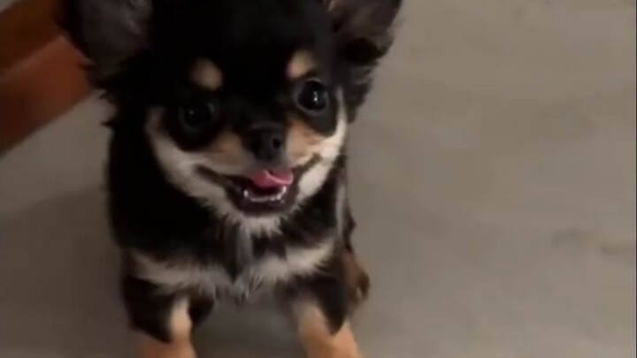 It turns out that a normal Chihuahua doesn't have such a fiery temperament _ Chihuahua _ Dog _ Anima