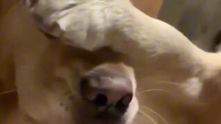 رد فعل الكلاب العادية عند محاولة مواساة صاحبها أثناء بكائه