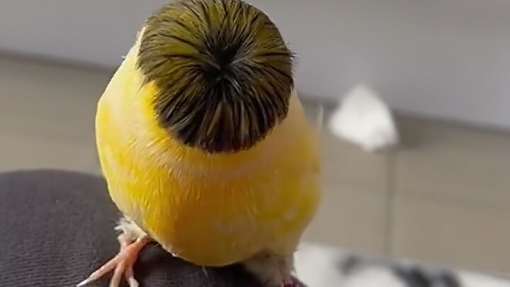 “A Funny Bird Video”