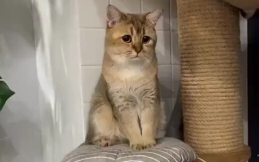 Mimi, có chuyện gì phiền lòng à?