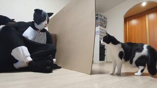 เจ้าของพยายามแต่งตัวเป็น "พวกเดียวกัน" เพื่อสร้างความสัมพันธ์ใกล้ชิดกับแมวที่บ้าน...