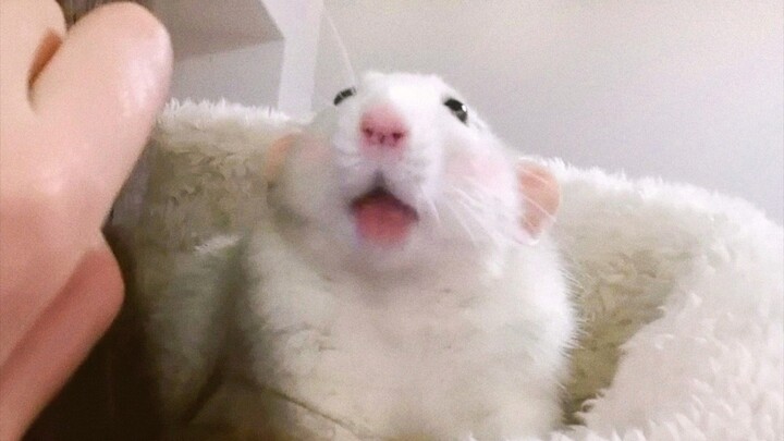 How clingy can a 1-year-and-2-month-old fancy rat be after being a total rascal as a kid? Adorable, 