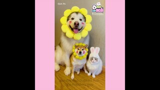 [Vietsub] Gia đình bộ 3 mà giờ chỉ còn 2 😭😭😭 | Ổ nhỏ của Hoài