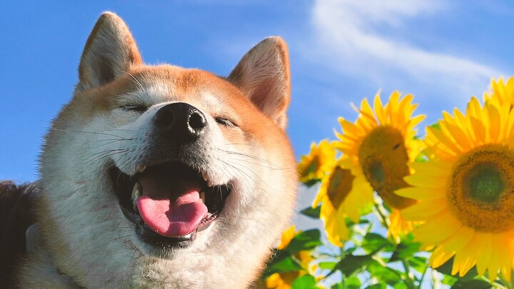 น้องหมาที่ชอบดอกทานตะวัน ต้องน่ารักมากแน่ๆ เลย