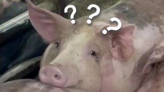 《动物迷惑行为大赏➐❾》