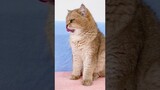 Gorgeous Cat #shorts #kittens #cats #animals #viral #trending